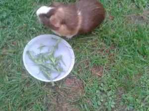 can guinea pigs eat tarragon