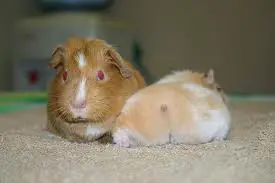 can hamsters and guinea pigs live together?