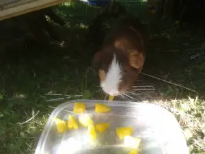 can guinea pigs eat yellow peppers
