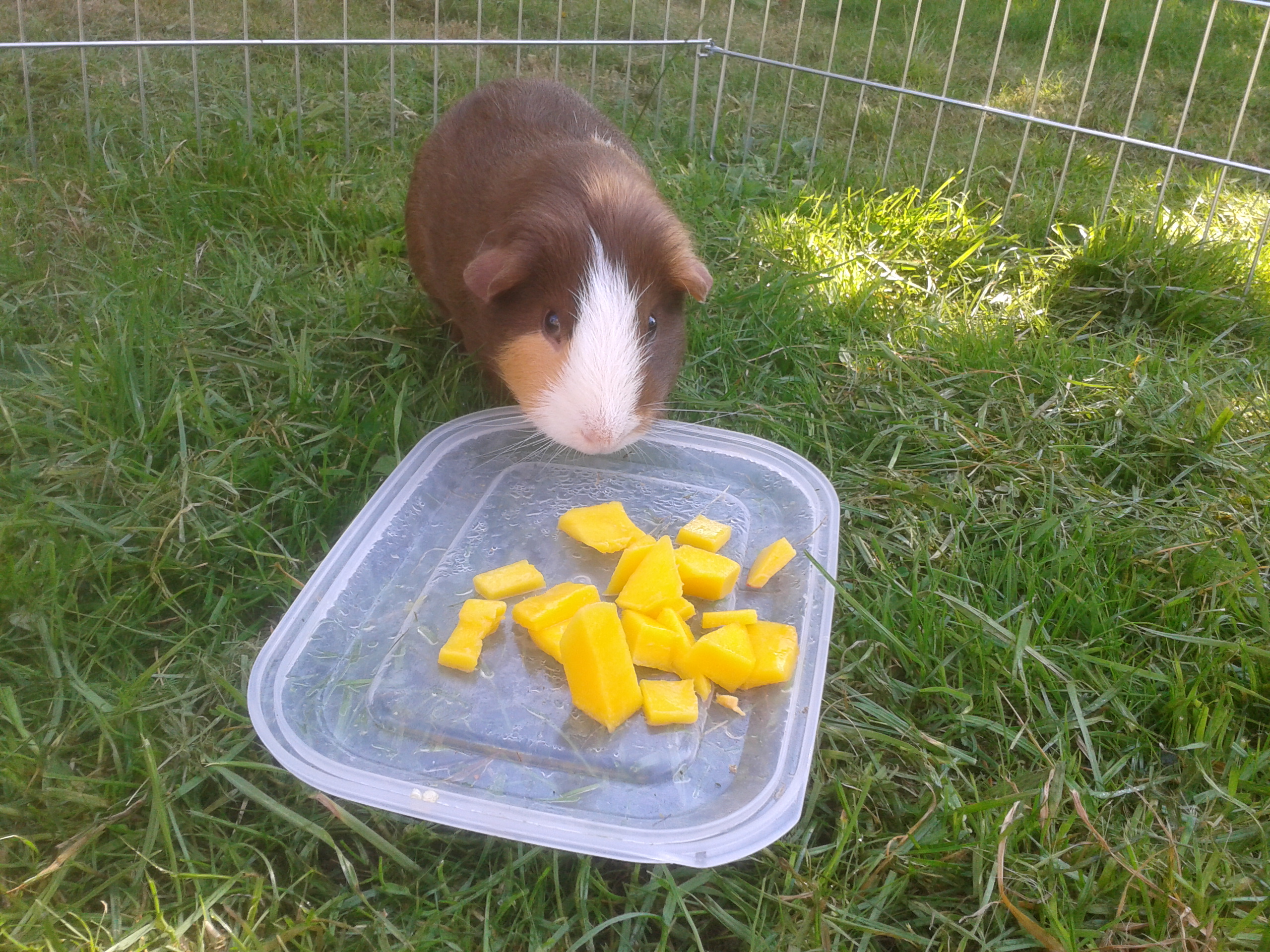 can guinea pigs eat mangoes