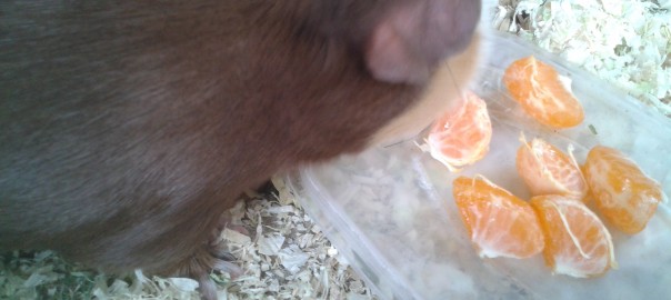 can guinea pigs eat clementines