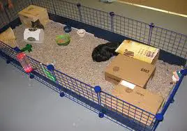 indoor guinea pig runs