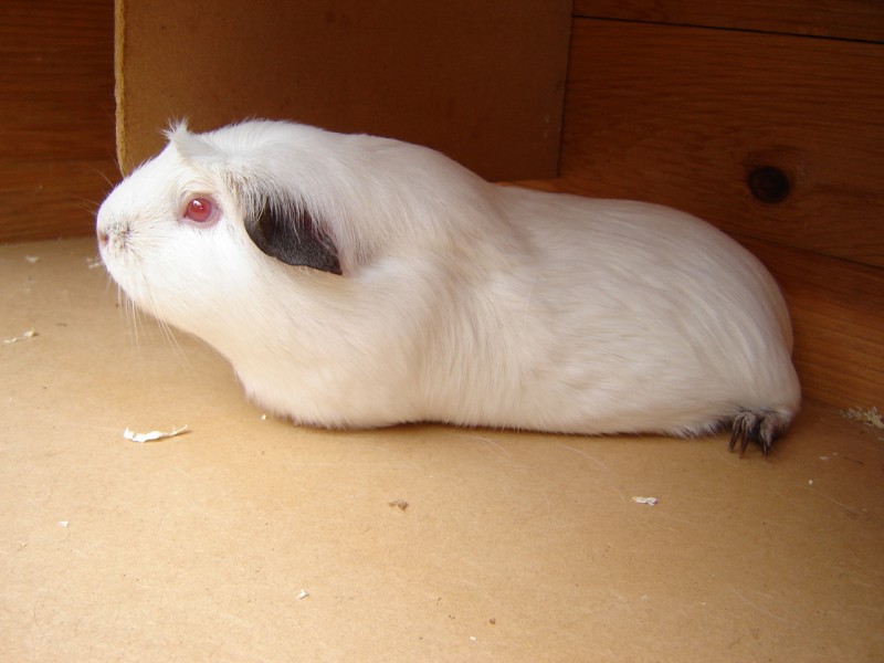 white californian guinea pig