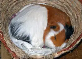 how do guinea pigs sleep