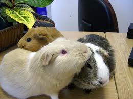 can guinea pigs eat each other