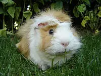 can guinea pigs just eat pellets