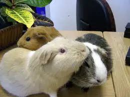 how do guinea pigs show affection