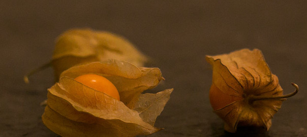 can guinea pigs eat physalis
