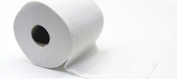 can guinea pigs eat toilet paper