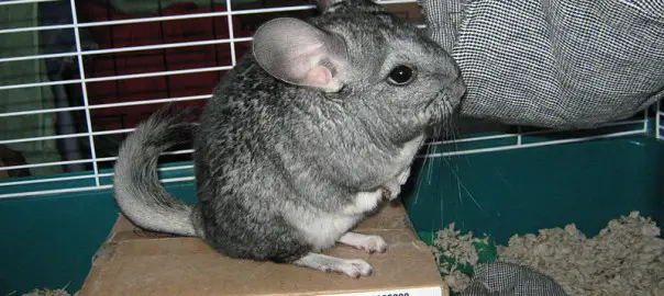can you mix guinea pigs and chinchillas