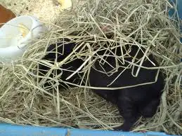 can guinea pigs eat only hay