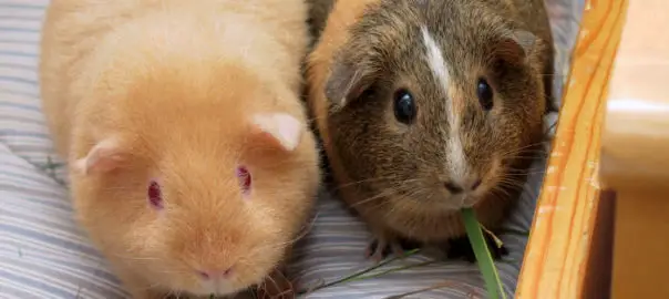 can guinea pigs close their eyes
