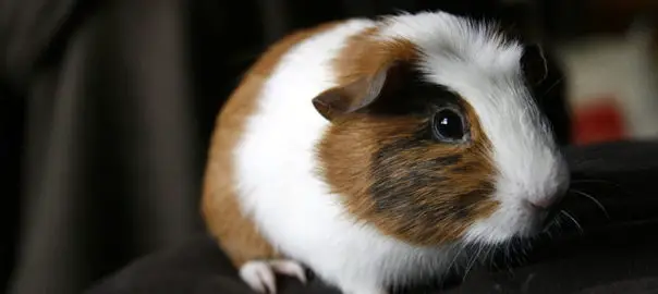 can guinea pigs be kept alone
