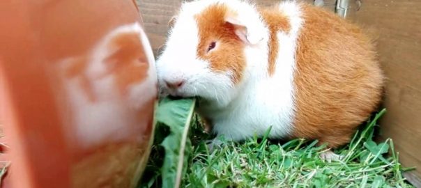 Why Do Guinea Pigs Lick You