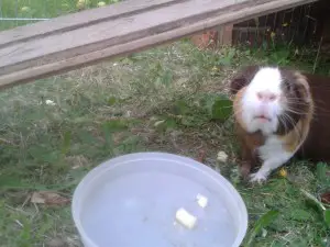 can guinea pigs eat pears