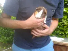 handling a guinea pig