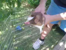 how to pick up a guinea pig