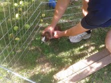 handling a guinea pig well