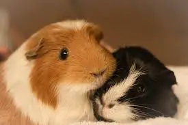 guinea pigs and cold weather