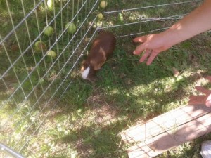 how to handle a guinea pig