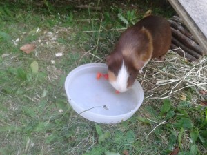 can guinea pigs eat red peppers
