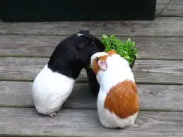 guinea pig foods