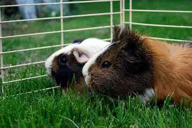 putting two guinea pigs together