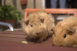 two guinea pigs 