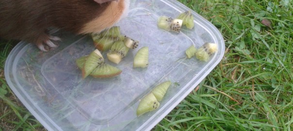 can guinea pigs eat kiwi fruit