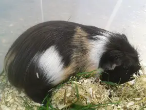 two male guinea pigs