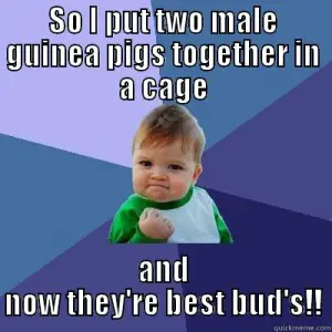 guinea pig facts and tips