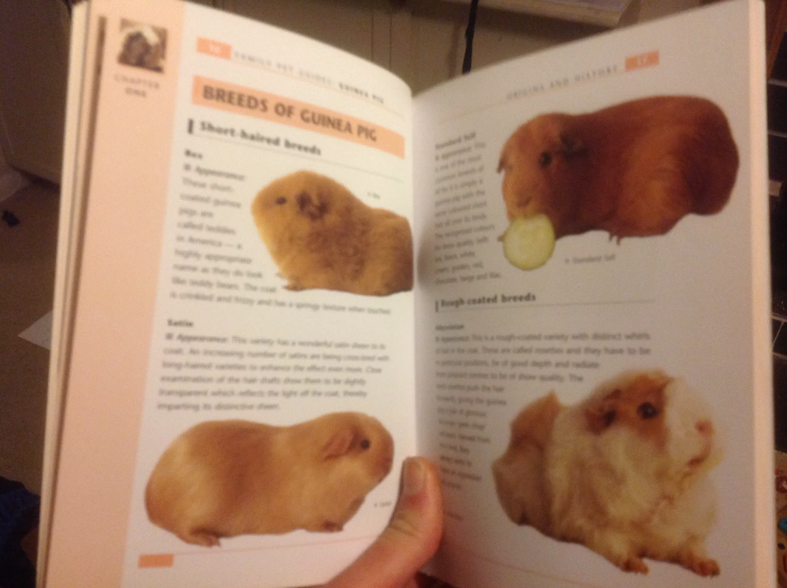 Book Review: Guinea Pig Family Pet Guide by Peter Gurney - Online