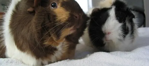can guinea pigs overeat
