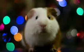 guinea pig christmas ideas