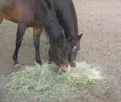 can guinea pigs eat horse hay