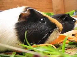 should guinea pigs be kept inside or outside