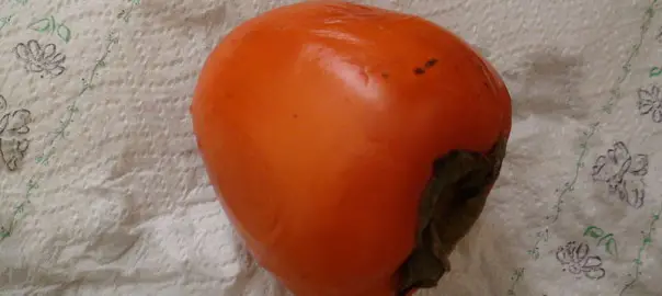 can guinea pigs eat japanese persimmons