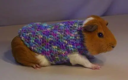 can guinea pigs wear clothes