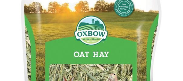 can guinea pigs eat oat hay