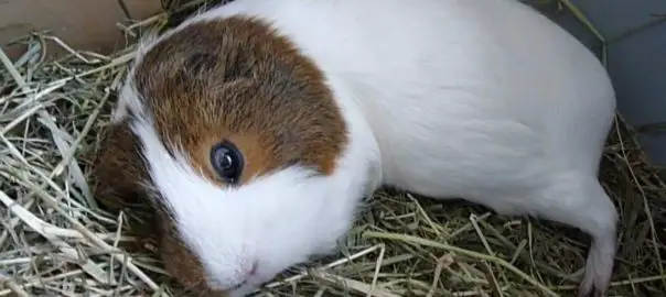 can guinea pigs feel emotions
