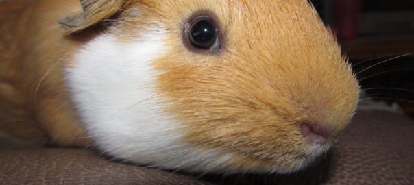 can guinea pigs close their eyes
