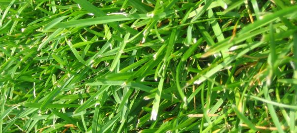 can guinea pigs eat fertilised grass