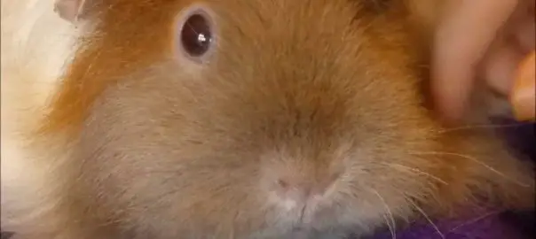 Why Do Guinea Pigs Sleep With Their Eyes Open?