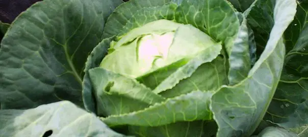 can guinea pigs eat sweet heart cabbage